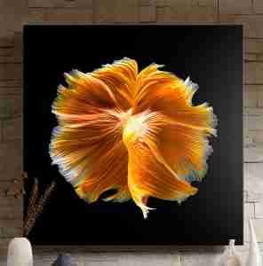 Aluminum Photo Prints - Chromaluxe